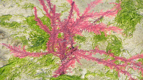 algae_creativecommons