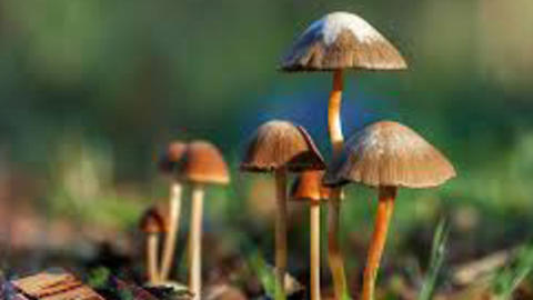 fungi_creativecommons