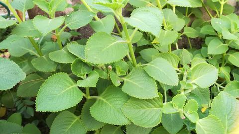 medicinal_plant_sambrani_creativecommons